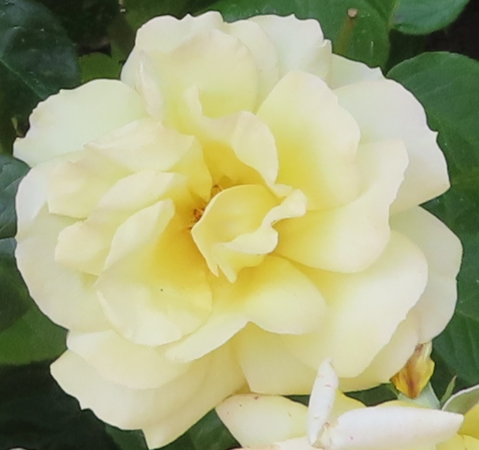 enid-rigby-rose
