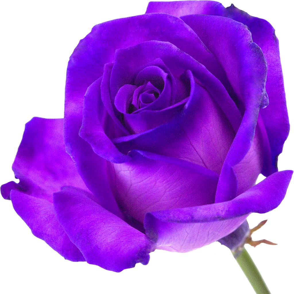 juodoji-ausros-roze