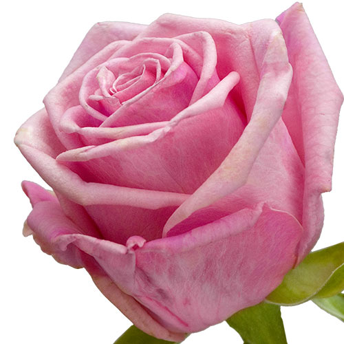 linda-rose